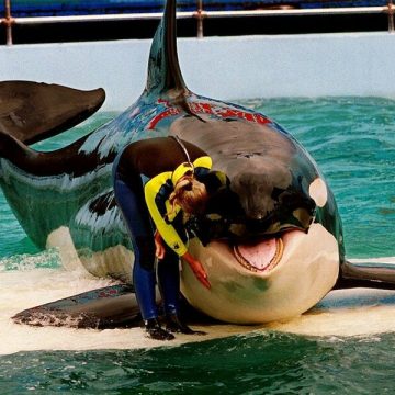 Orca whale starts ‘journey to freedom’ after 50 years in captivity