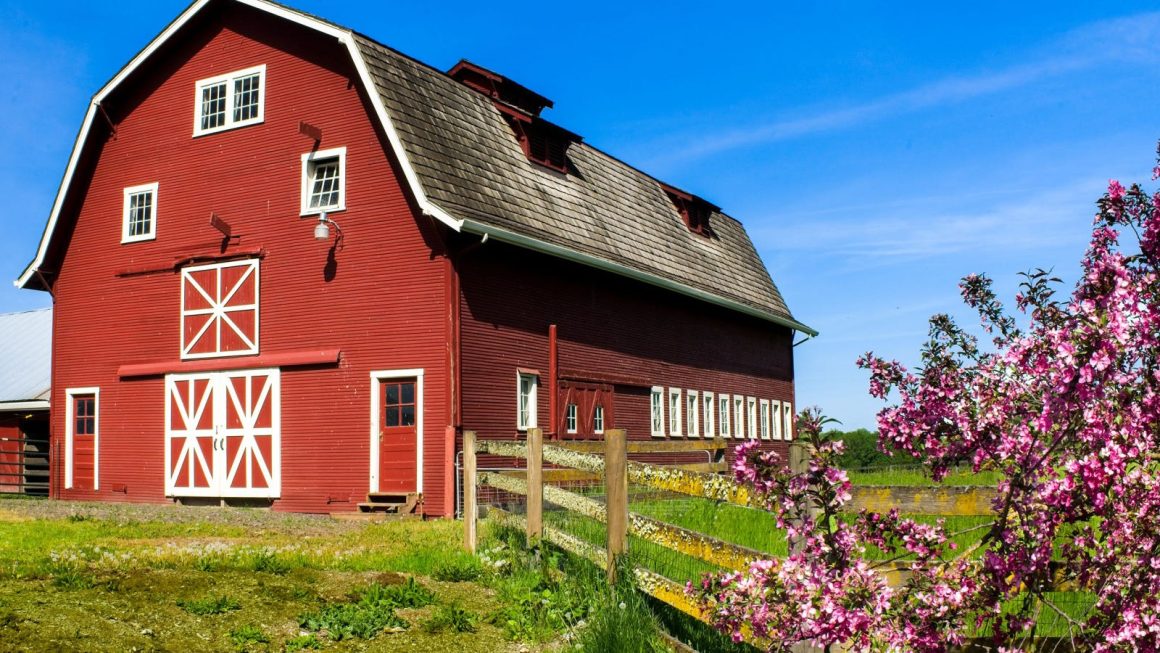 Why Are Barns Red?