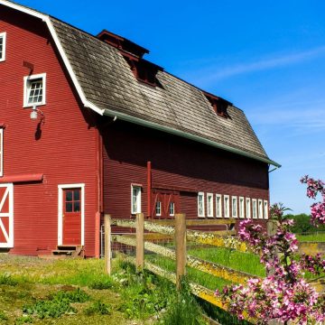 Why Are Barns Red?