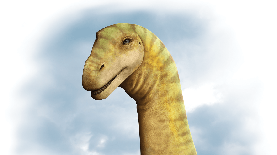 A rare, 95-million-year-old titanosaur skull found in Australia