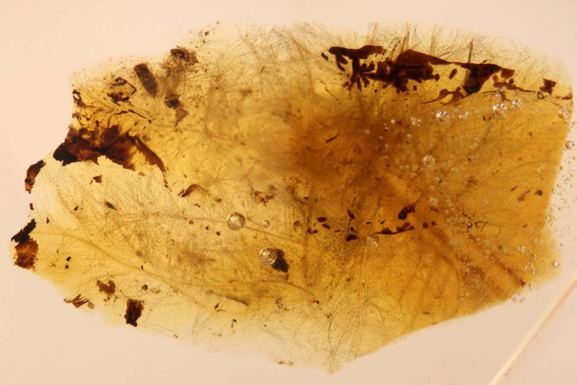 Amber fossils reveal dinosaurs and beetles had symbiotic relationship