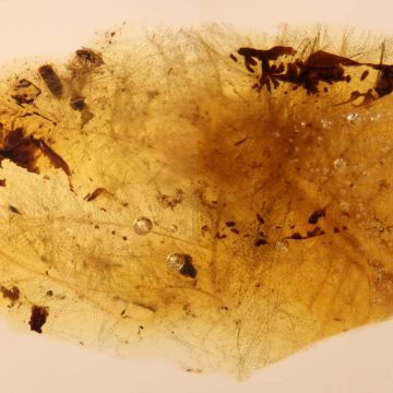 Amber fossils reveal dinosaurs and beetles had symbiotic relationship