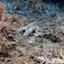 Scientists discover pristine deep-sea coral reefs in the Galápagos Marine Reserve