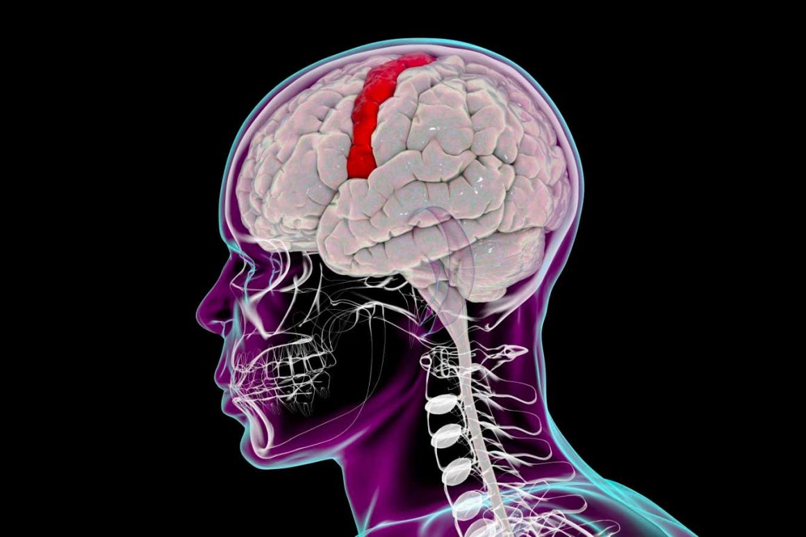 updated-brain-map-reveals-how-we-control-the-movement-of-our-bodies.jpg Updated brain map reveals how we control the movement of our bodies