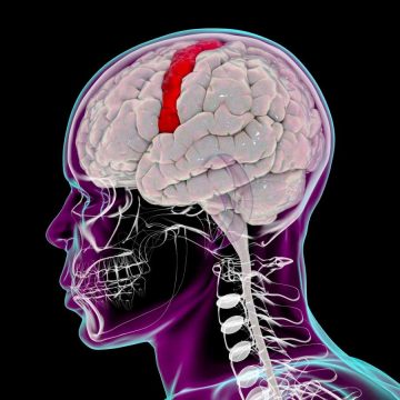 Updated brain map reveals how we control the movement of our bodies
