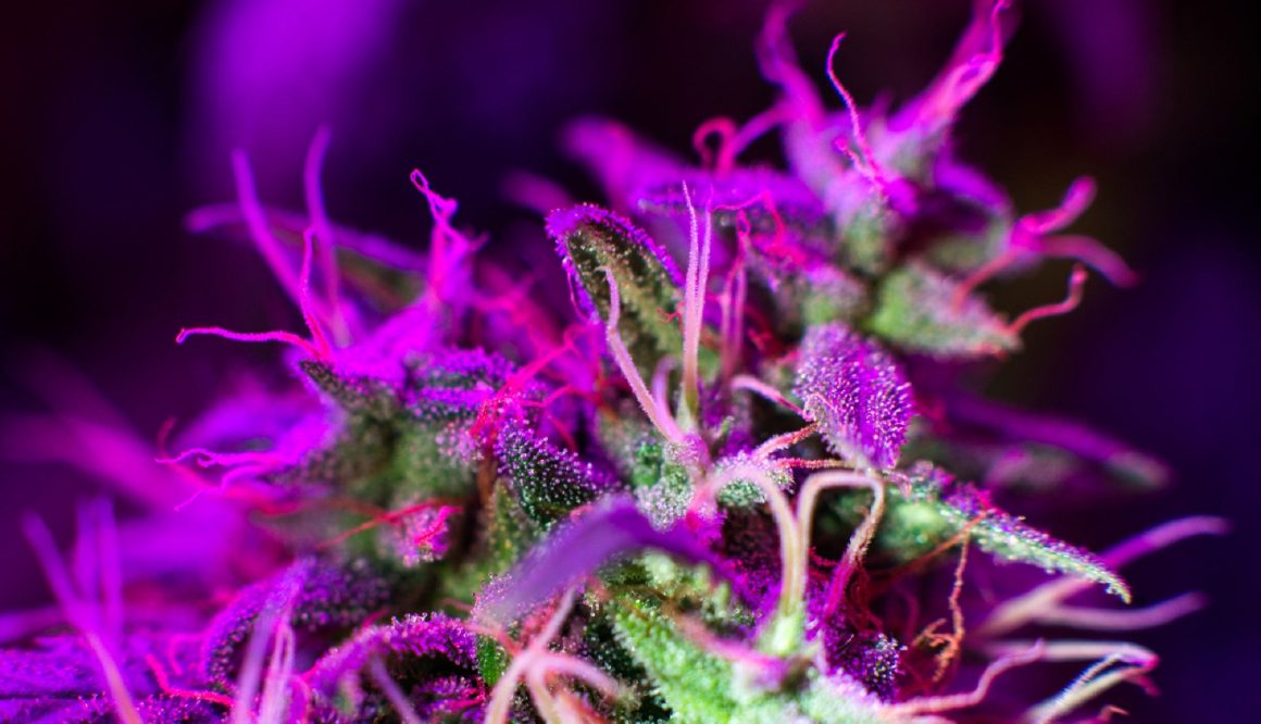 On this 420, learn more about weed with these carefully cultivated science stories