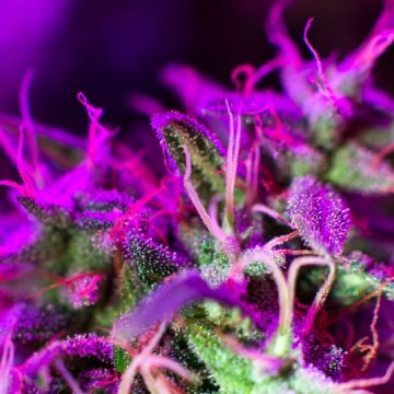 On this 420, learn more about weed with these carefully cultivated science stories