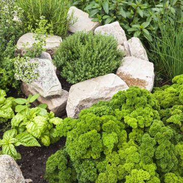 Herb Garden Ideas for New Gardeners