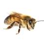 A new model for the evolution of honey bee brains