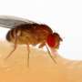 Fruit fly gut research leads to discovery of new phosphate-storing organelle