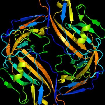 Stem cells treat diabetes without triggering immune response in mice