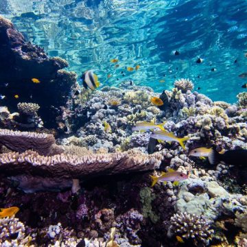 Coastal Lights Are Tricking Coral Reefs and Harming Their Recovery