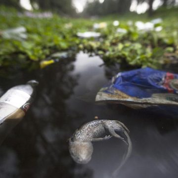Mexico’s ‘salamander of the gods’ edges toward extinction