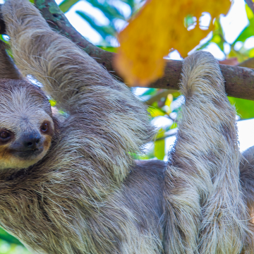 Sloth schedules are surprisingly flexible