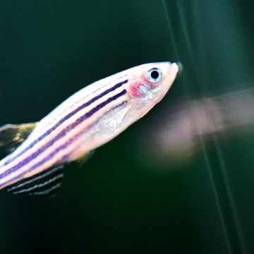China is sending zebrafish to the Tiangong space station