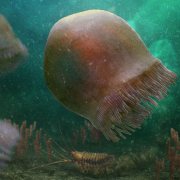 Jellyfish have been roaming the seas for at least 500 million years