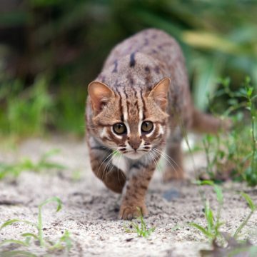 7 Fascinating Wild Felines That Just Might Make You a Cat Person