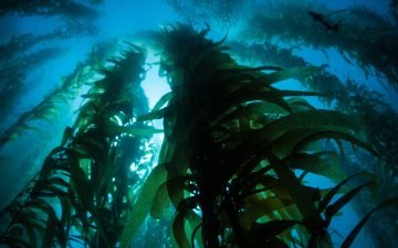 Kelp holds a timeline of Earth’s history