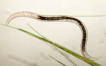 These tiny worms are no match for carnivorous fungi