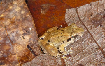 This tiny ‘leaf-nester’ is the smallest known fanged frog