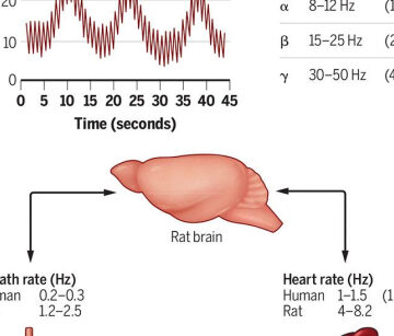 Arterial pulses link heart-brain oscillations | Science