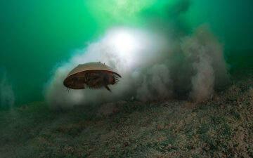 These 5 ‘living fossils’ still roam the Earth