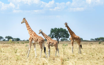 5 of Uganda’s most magnificent national parks