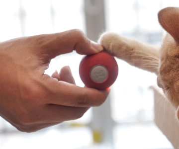 This interactive toy provides endless fun for feline friends with no app required and only $21.97