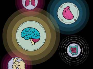 Faulty communication between organs could make us old