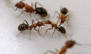Carpenter Ants Can Perform Life-Saving Amputations on Wounded Nestmates
