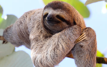 Which animals can and can’t fart? 