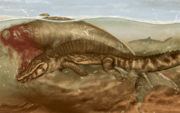 Crocodile attacks sea cow. Tiger Shark picks apart sea cow.