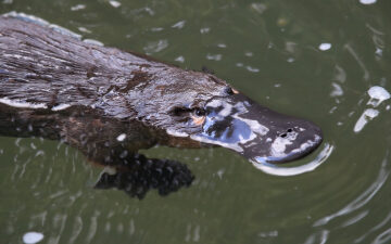 Platypus-like robot skin inspired by scientist’s daughter