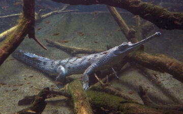 How farmers and fishers are protecting one of the world’s rarest reptiles