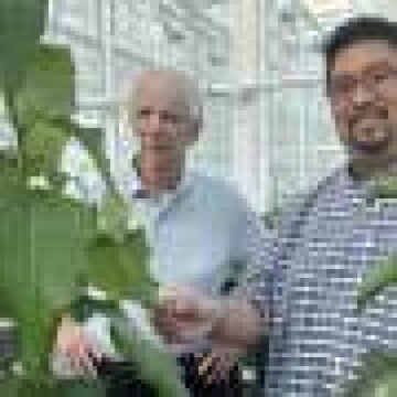 Lignin molecular property discovery could help turn trees into affordable, greener industrial chemicals