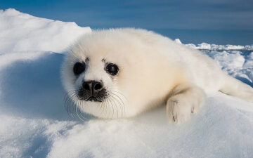 Quiz: How much do you really know about baby animals?