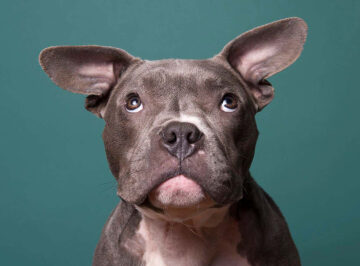 How a unique puppy kindergarten lab put the science into dog training