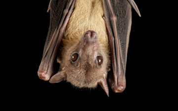New bat discovery could help humans hibernate during space travel
