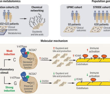 Lysosomal dysfunction and inflammatory sterol metabolism in pulmonary arterial hypertension | Science