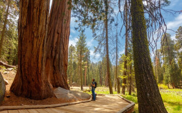 How to plan a trip to California’s Sequoia & Kings Canyon National Parks
