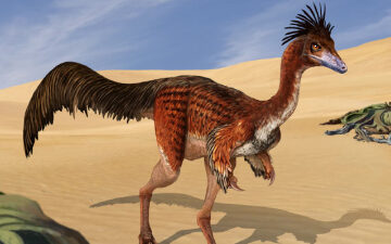 New Fossils from Patagonia Clarify Body Plan of Patagonykine Dinosaurs