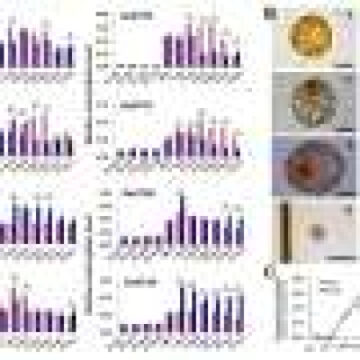 Scientists elucidate molecular mechanisms behind dinoflagellate cyst dormancy