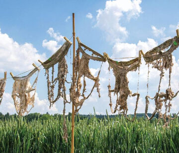 Assessing soil health with underpants | Science