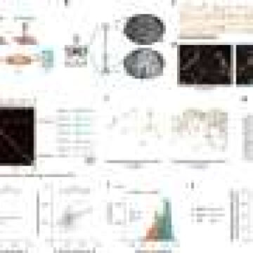 Dendritic spines: The key to understanding how memories are linked in time