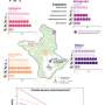 Improving adult survival can stabilize declining giraffe subpopulations in the Serengeti
