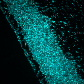 How Light-Controlled Bacteria Could Tackle the Problem of Antibiotic Resistance