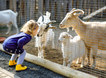 You May Think Animals Are More Human-Like Because of Your Social Life