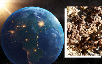 Alien life could survive deadly stellar radiation, Earth’s desert lichen reveal