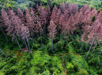 Ancient mass extinction shows how Earth turned into a super-greenhouse