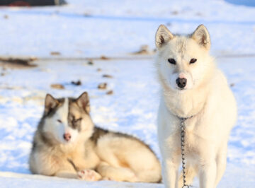 These Ancient Dogs Have Pulled Sleds in Greenland for Nearly 1,000 Years